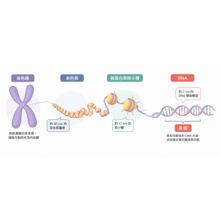 DNA、基因、染色體.png